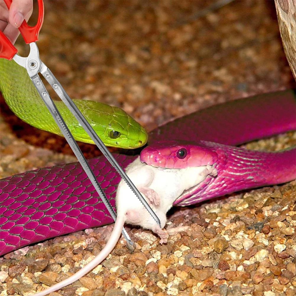 Snake Feeding Tongs Reptile Fe - Water Dish Reptile 리뷰 및 가격